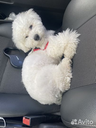 Бишон фризе