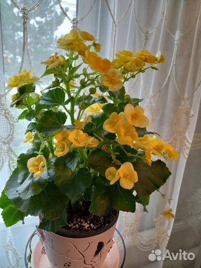 Бегония элатиор