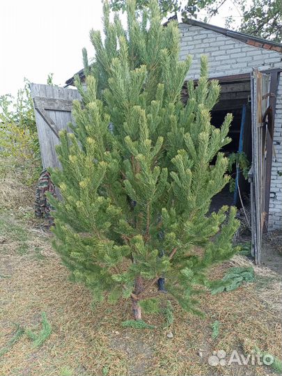 Сосна новогодняя оптом