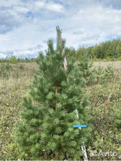 Ель extra до 5 метров
