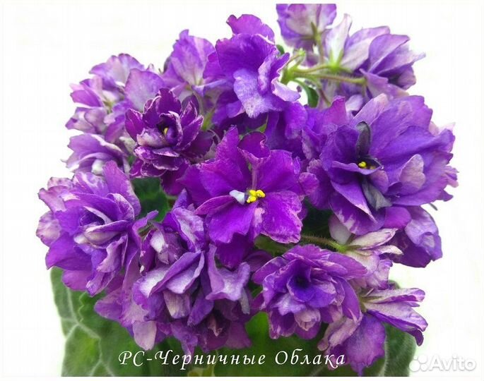 Фиалки сортовые