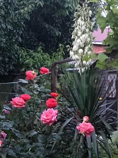 Дом 50 м² на участке 3 сот.