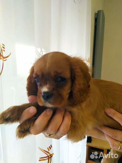 Кавалер Кинг Чарльз спаниель