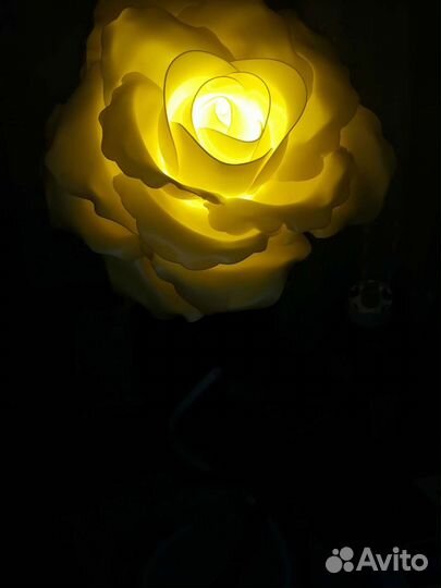 Интерьерные розы