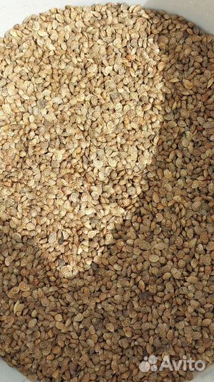 Эспарцет (семена)