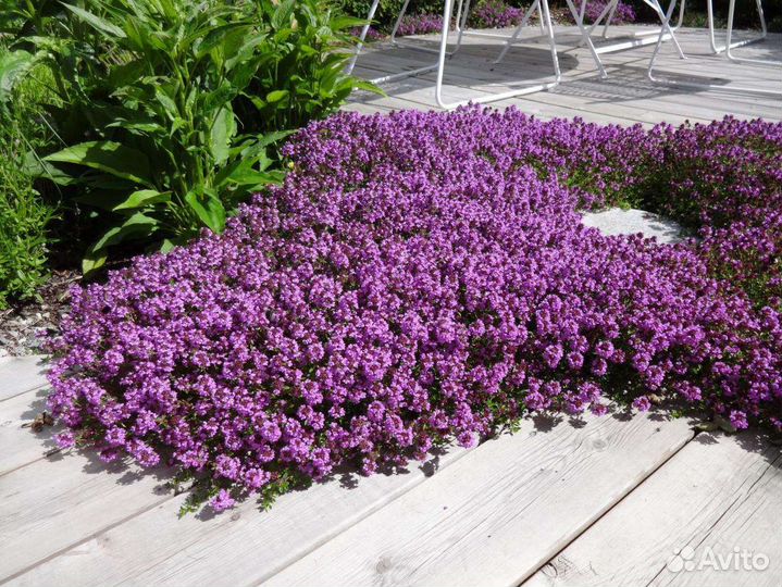 Тимьян ползучий, почвопокровное растение