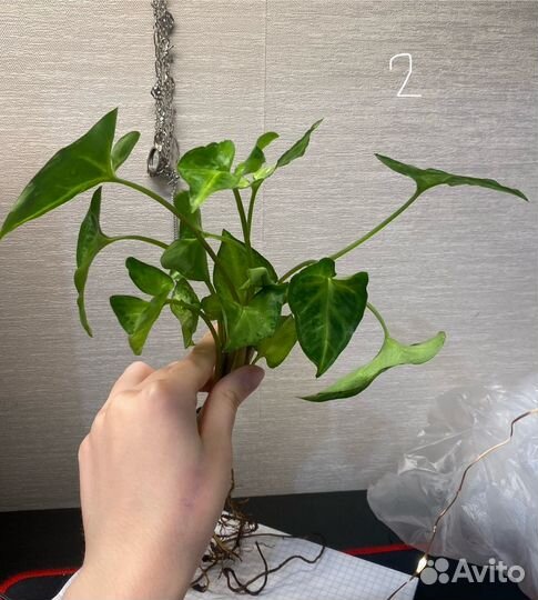 Сингониум ножколистный