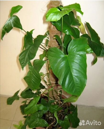 Сингониум цветы