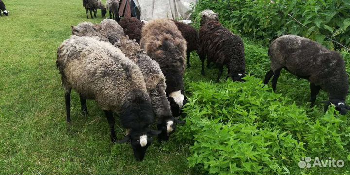 Овцы бараны
