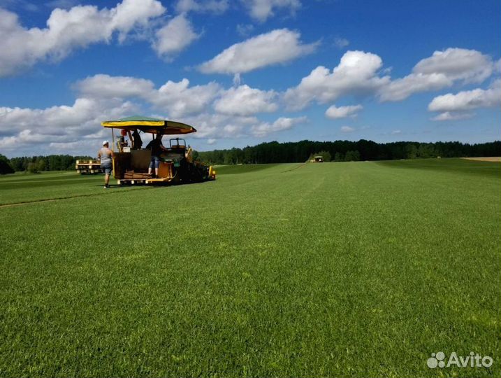 Рулонный газон