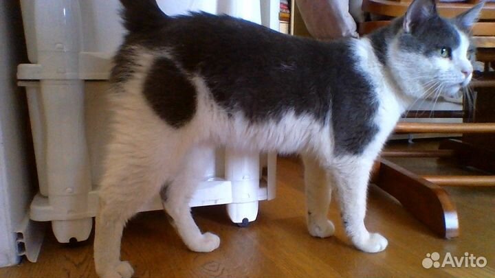 Британский кот вязка