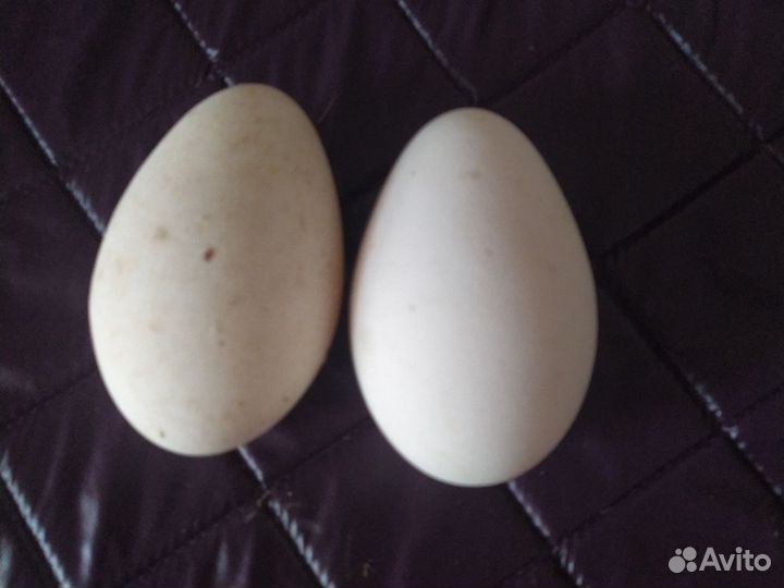 Домашние куриные яйца