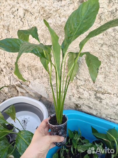 Цветок женское счастье