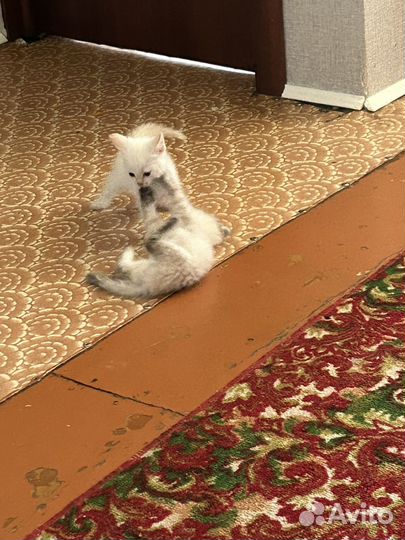 Котята