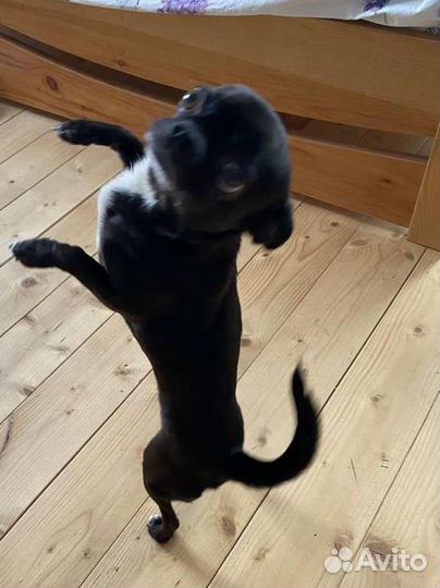 Чихуахуа mini вязка