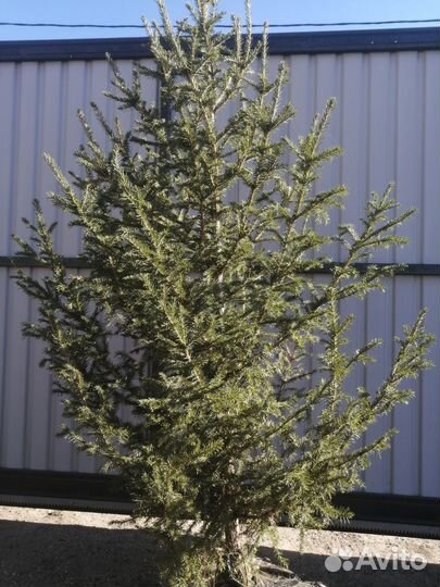 Ель саженцы от 50см до 2м
