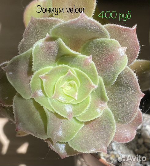 Суккуленты 1