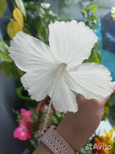 Комнатные цветы