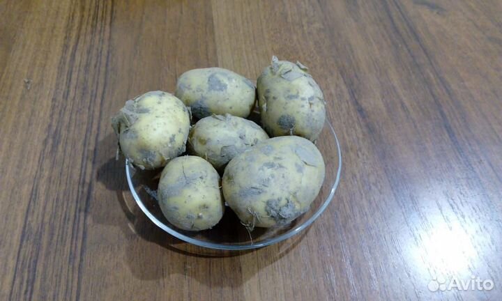 Семена картофеля