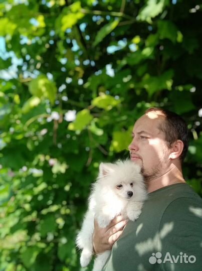 Шпиц немецкий