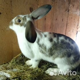 Бизнес-план мини-фермы по разведению кроликов