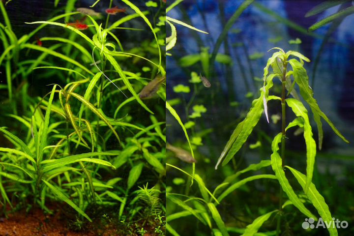 Аквариумные растения, простые и неприхотливые