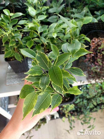 Фикус Бенджамина