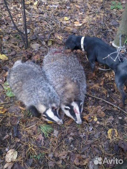 Барсучий жир