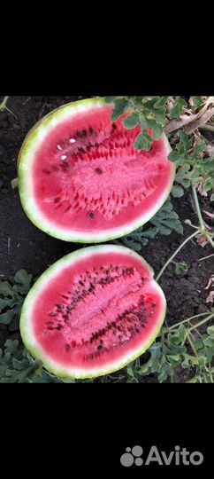 Арбуз оптом с поля