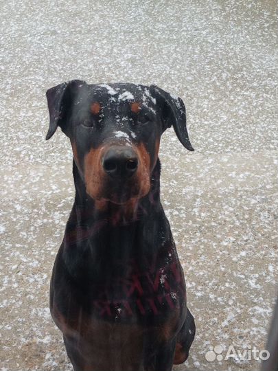 Собаки щенки добермана
