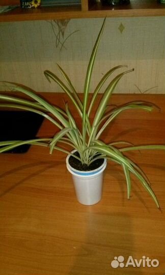 Хлорофитум1