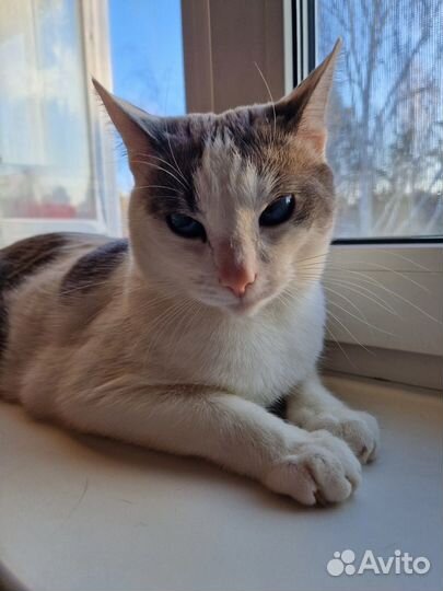 Кот
