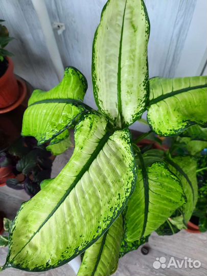 Диффенбахия,шефлера,хатиора,гинура,фикус