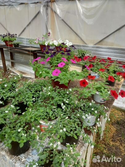 Рассада петунии,колеуса,бакопа