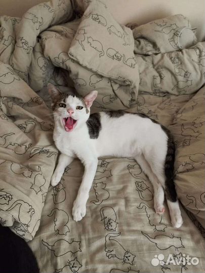 Японский бобтейл