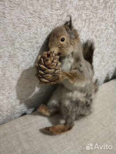 Чучело белки с кедровой шишкой