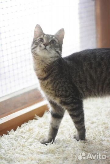 Гуччи молодой кот