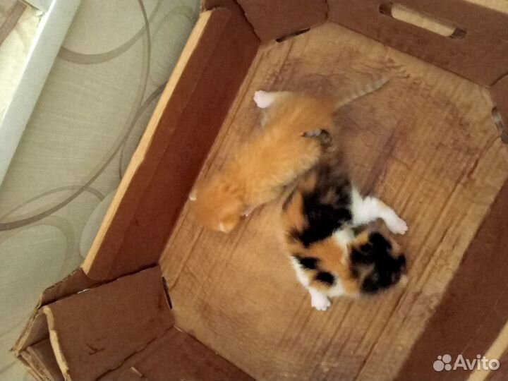 Котик и кошечка