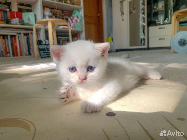 Котенок британской серебристой шиншиллы