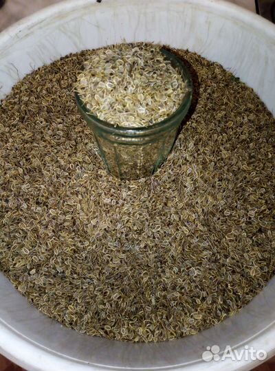 Семена укропа