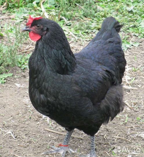 Куры доминант