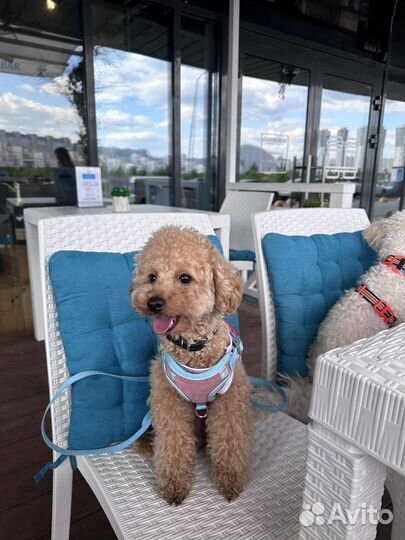 Той-пудель приглашает на вязку милых дам