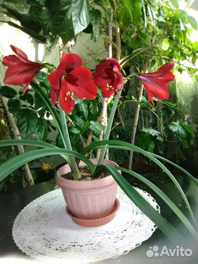 Комнатные цветы