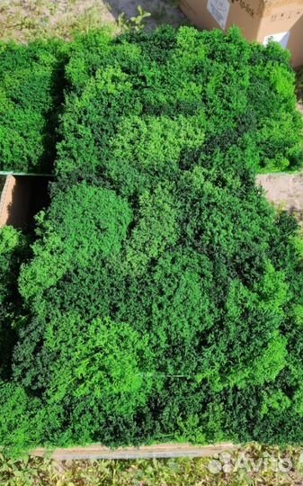 Экопанели из мха, 25х50 см от производителя