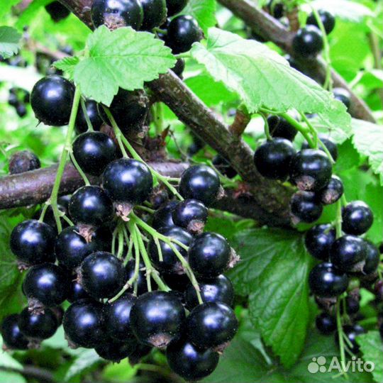 Саженцы черной смородины Селеченская