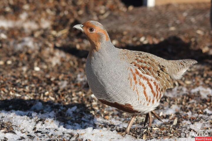 Фазан, куропатка, для охоты