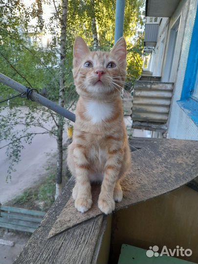 Котики-мальчики