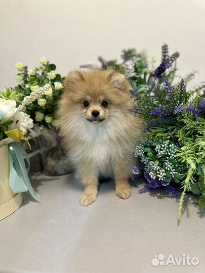 Померанский шпиц