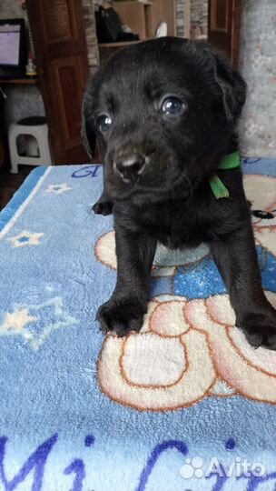 Лабрадор щенки