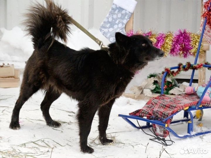 Лесси. метис